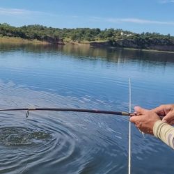 Las capturas se sucedieron una tras otra, siempre estando atento al descarne, ya que hay una sobrepoblación de mojarras de un tamaño importante que nos obliga a revisar constantemente los cebos.