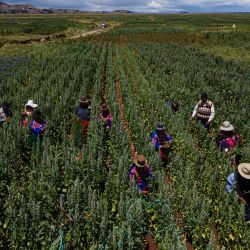 Agricultores aymaras trabajan en un cultivo de quinua en la localidad de Yanaque en Acora, provincia de Puno, sur de Perú | Foto:Juan Carlos Cisneros / AFP