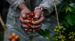 Colombian Coffee Production As Total Global Exports Rise