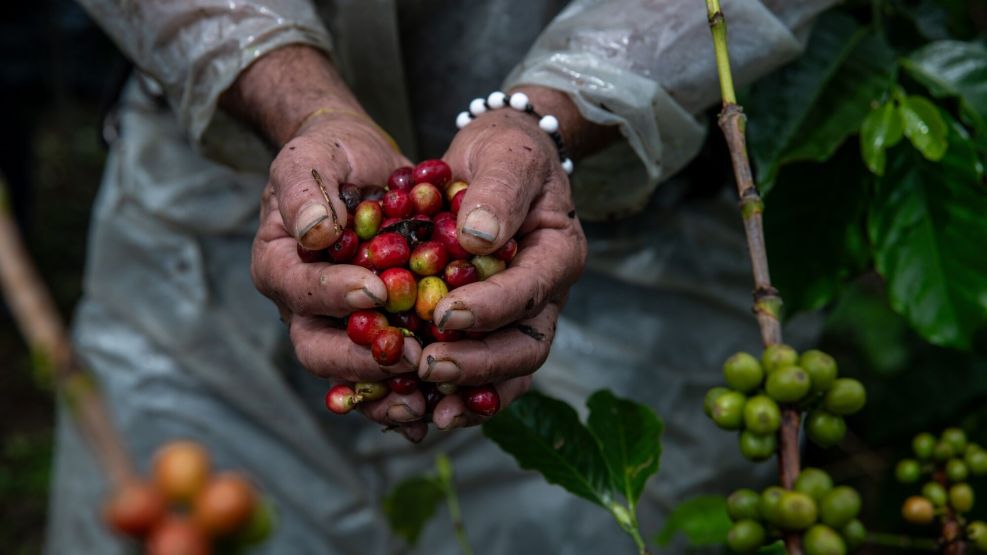 Colombian Coffee Production As Total Global Exports Rise