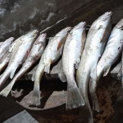 La cancha tiene una extensión de casi 35 km de arena impecable, con distintos escenarios para la práctica de la actividad, todos de muy buenos resultados en estos momentos.