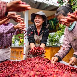 Imagen de trabajadoras celebrando la cosecha de café de este año, en la provincia de Yunnan, en el suroeste de China. | Foto:Xinhua/Hu Chao