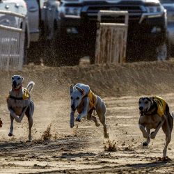 Los galgos compiten en un campeonato durante el Festival Internacional de Cetrería y Caza de Qatar en Sabkhat Marmi, al sur de Doha. | Foto:KARIM JAAFAR / AFP