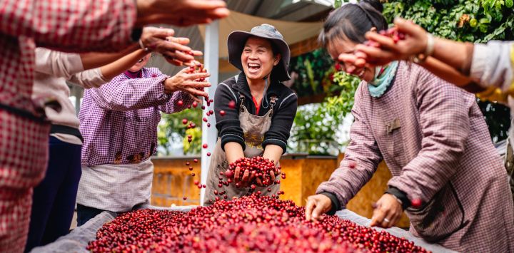 Imagen de trabajadoras celebrando la cosecha de café de este año, en la provincia de Yunnan, en el suroeste de China.