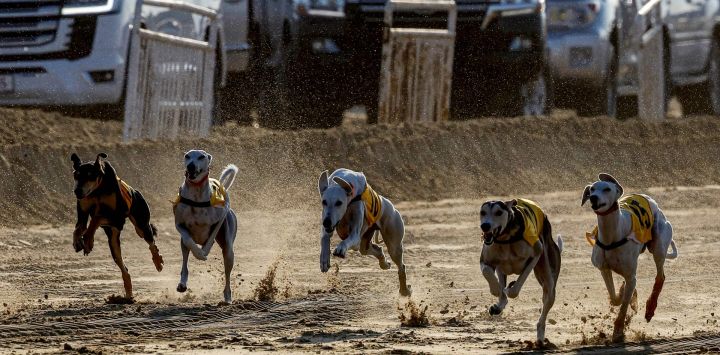 Los galgos compiten en un campeonato durante el Festival Internacional de Cetrería y Caza de Qatar en Sabkhat Marmi, al sur de Doha.