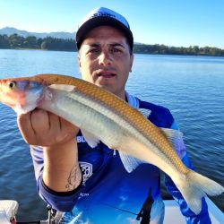 Los encarnes deben ser con mojarra de generoso tamaño para evitar el constante descarne. Además, se seleccionan las capturas.