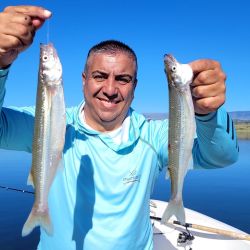 Los encarnes deben ser con mojarra de generoso tamaño para evitar el constante descarne. Además, se seleccionan las capturas.
