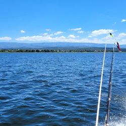 Los encarnes deben ser con mojarra de generoso tamaño para evitar el constante descarne. Además, se seleccionan las capturas.