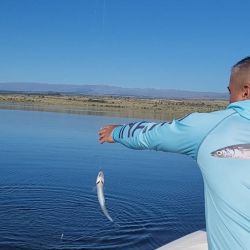 Los encarnes deben ser con mojarra de generoso tamaño para evitar el constante descarne. Además, se seleccionan las capturas.