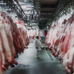 Un carnicero se encuentra entre los cadáveres de cerdos preparados poco después de su entrega, antes de que sean enviados para ser cortados y vendidos, en Smithfield Market, el mercado de carne de Londres, en el centro de la ciudad. | Foto:HENRY NICHOLLS / AFP