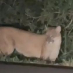 El felino fue visto mientras se alimentaba. 