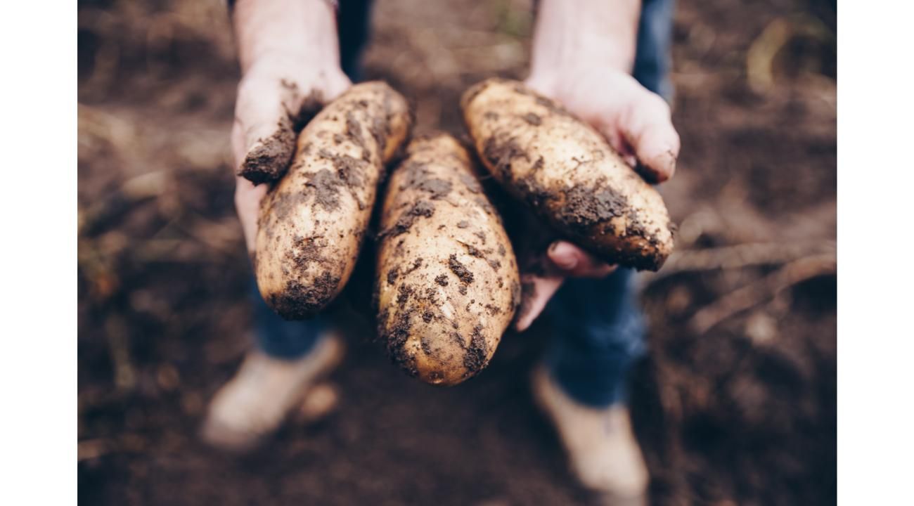 La Pasión por la tierra y los sueños hechos realidad en Papas Tafí 