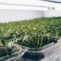 La Pasión por la tierra y los sueños hechos realidad en Papas Tafí
