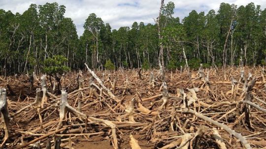 En 2024, se perdieron 150.000 hectáreas de bosques en el norte argentino