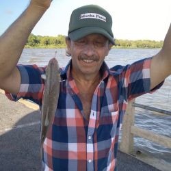Buen momento con dorados activos, bogas con salamín, manduvas de linda talla y presencia de algunas carpas grandes pescando sobre el propio cajón de pesca entre los clubes.