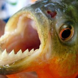 Aún  no se han registrado ataques de palometas en ninguno de los dos márgenes del río, tanto en el lado uruguayo como argentino. 