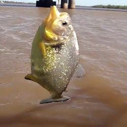 Aún  no se han registrado ataques de palometas en ninguno de los dos márgenes del río, tanto en el lado uruguayo como argentino. 