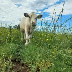 Fincas El Paraíso: un legado de compromiso con la naturaleza y la calidad | Foto:CEDOC