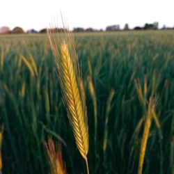 Fincas El Paraíso: un legado de compromiso con la naturaleza y la calidad | Foto:CEDOC