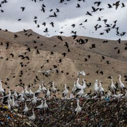 Cigüeñas y milanos negros se reúnen alrededor de material reciclable en el vertedero de Tovlan, en el valle del Jordán, en Cisjordania. | Foto:MENAHEM KAHANA / AFP