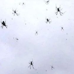 La "lluvia de arañas" sorprendió a los lugareños.