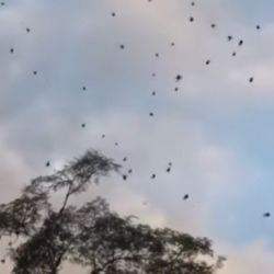 Estos arácnidos utilizan su tela como paracaídas.