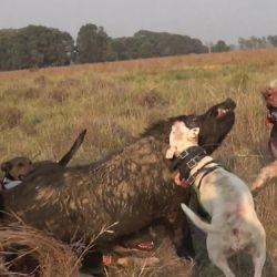La Pampa habilitó la temporada 2025 de la caza deportiva del jabalí con perros.