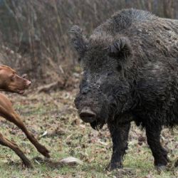 La provincia de La Pampa habilitó la temporada de caza deportiva mayor de jabalí para 2025, bajo la modalidad con perros.