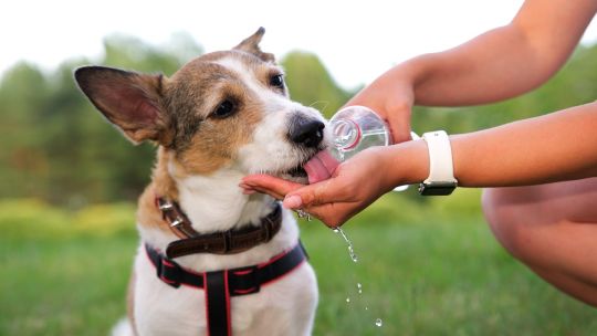 Cuidados para las mascotas ante la llegada de la fuerte ola de calor a Córdoba