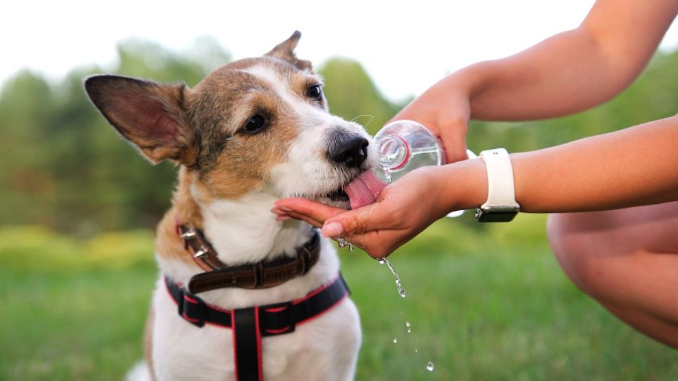 Mascotas con calor