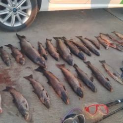 En el caso de la pesca furtiva, se secuestran las truchas y los equipos que los infractores utilizaron para su captura. 
