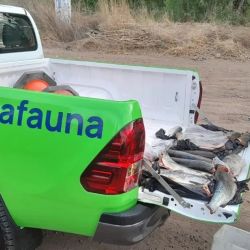 En el caso de la pesca furtiva, se secuestran las truchas y los equipos que los infractores utilizaron para su captura. 