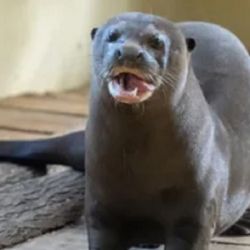 Chiru ya se encuentra en su nueva casa.