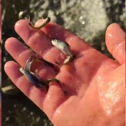 Se trata de uno de los espejos más tradicionales para los pescadores de pejerrey.