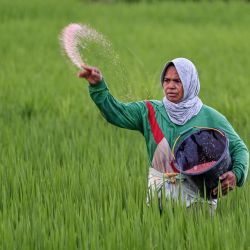 Un agricultor utiliza fertilizante en un arrozal en Montasik, provincia de Aceh, Indonesia. | Foto:CHAIDEER MAHYUDDIN / AFP