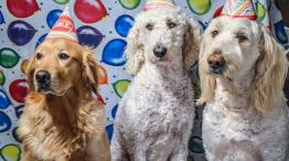 Humanización de mascotas