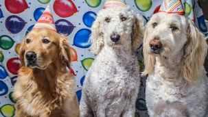 Humanización de mascotas