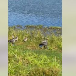 La familia de chajás sorprendió a los vecinos de La Almona.