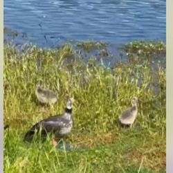 Al momento de ser avistadas, las aves se encontraban descansando en familia.