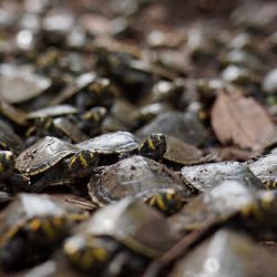 La tortuga de río de manchas amarillas (Podocnemis unifilis) es liberada en el río Iguapo-Acu en Beruri, estado de Amazonas, Brasil. El proyecto de protección de la tortuga de río de manchas amarillas es liderado por el programa de investigación y extensión de la Universidad Federal de Amazonas y ya ha devuelto a la naturaleza a más de 70.000 tortugas en sus 10 años de existencia. | Foto:Orlando Júnior / AFP
