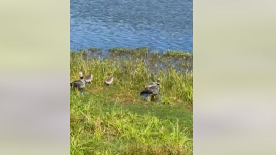 Sorpresa: avistaron a una familia de chajás en Jujuy