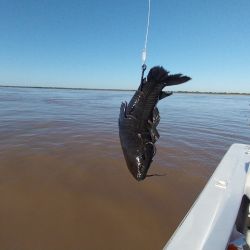 Debido a la época del año, baja mucho sedimento de los ríos Bermejo y Paraguay, lo que genera aguas oscuras y anula la pesca con artificiales.