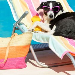 Nuestros fieles amigos deben protegerse del sol.