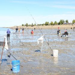 El evento central de la Fiesta del Róbalo fue la competencia pesquera, pero hubo una variada oferta de actividades para toda la familia.