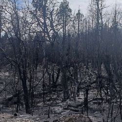 El fuego no da tregua en la Patagonia.