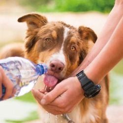 Se les debe aplicar protectores solares para mascotas.