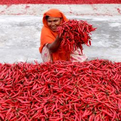 Imagen de una mujer mostrando pimientos rojos cosechados, en Bogura, Bangladesh. | Foto:Xinhua
