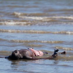 Un hombre se refresca en el agua en la playa Ramírez durante una ola de calor, en Montevideo, capital de Uruguay. | Foto:Xinhua/Nicolás Celaya