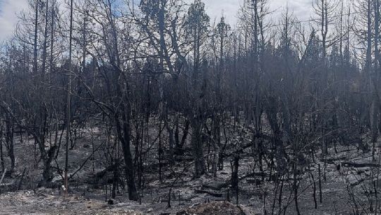 Incendios en la Patagonia: los bosques nativos quemados tardarán 200 años en recuperarse