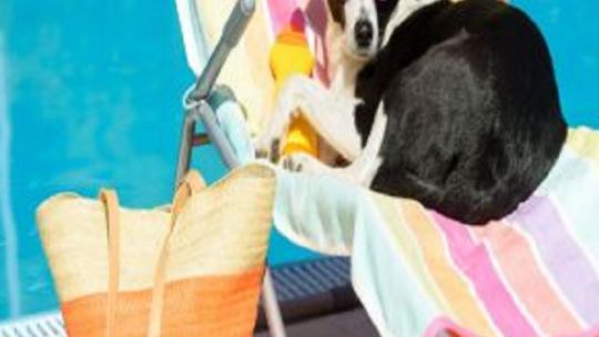 ¿Cómo cuidar a los perros de la ola de calor en la playa?